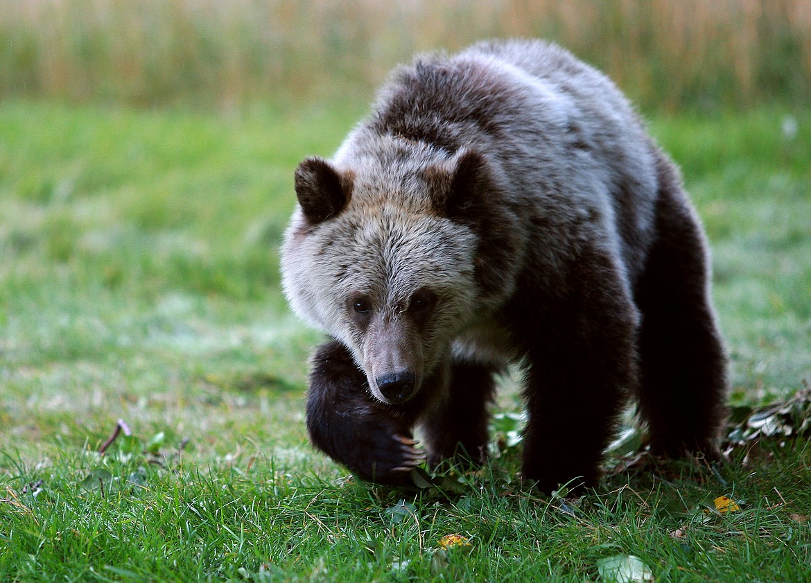 Seek the truth about grizzly bear management | Valley Press/Mineral ...
