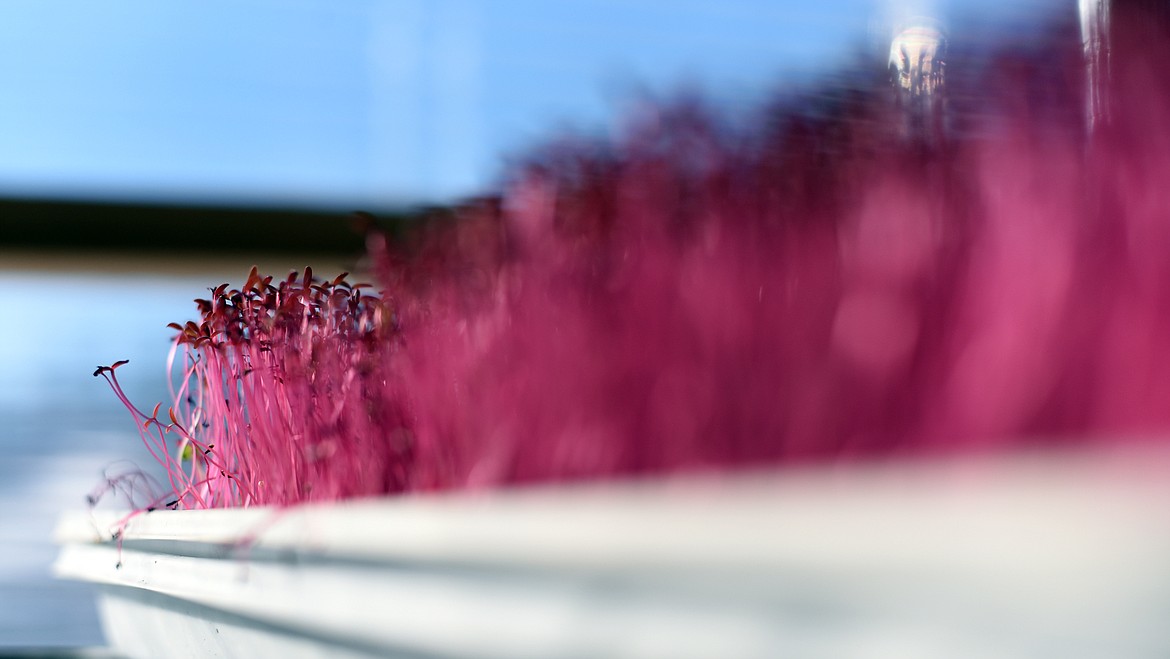 Amaranth grows alongside the microgreens at EarthStar Farms. Amaranth is not technically a microgreen, but is an ancient grain and considered a super nutrient.