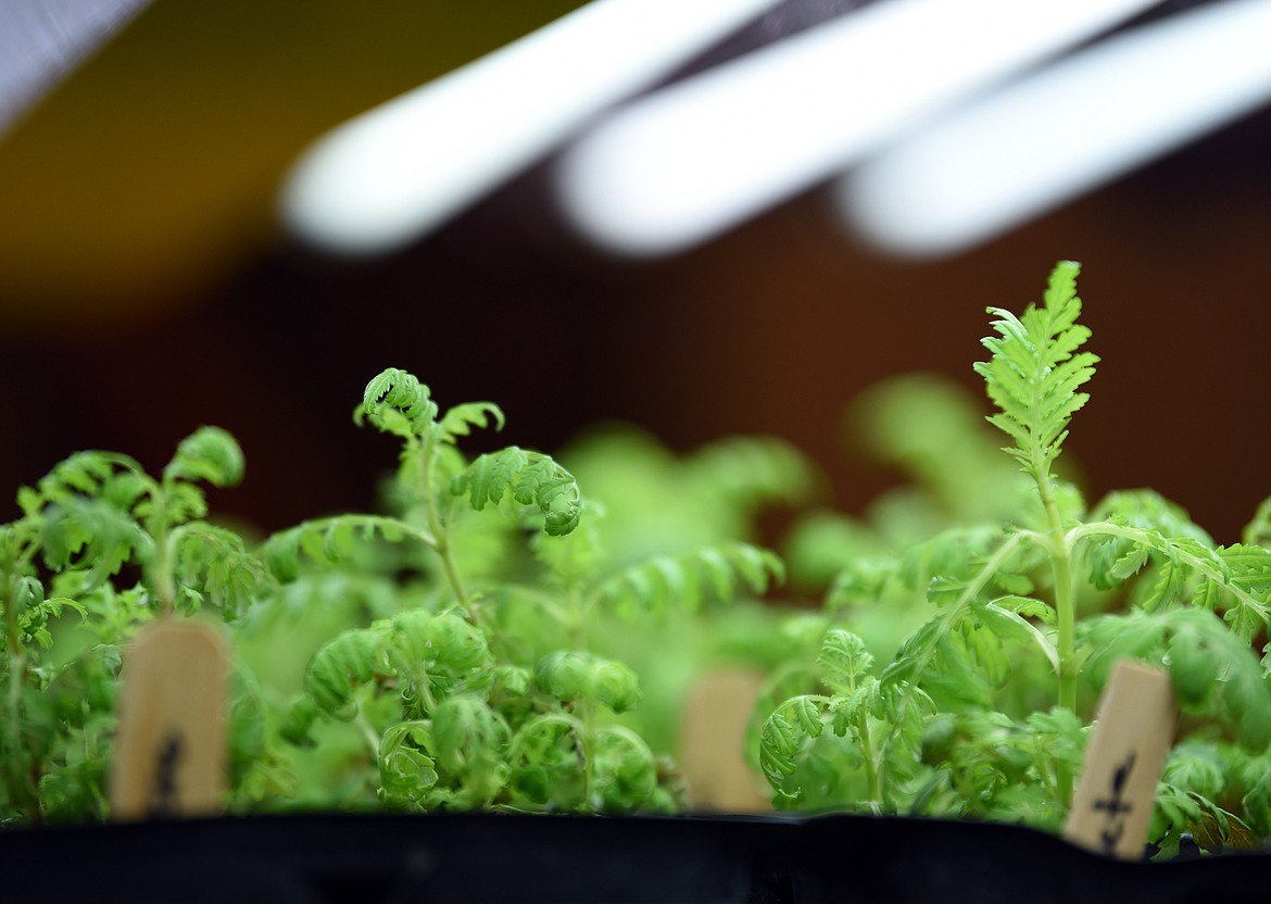 Microgreens from EarthStar Farms in Whitefish.