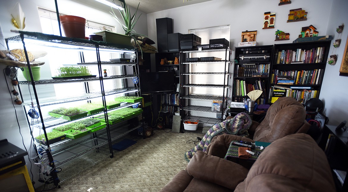 Gary and Ashley Kwasney have turned their livingroom into a microgreen growing area.(Brenda Ahearn/Daily Inter Lake)