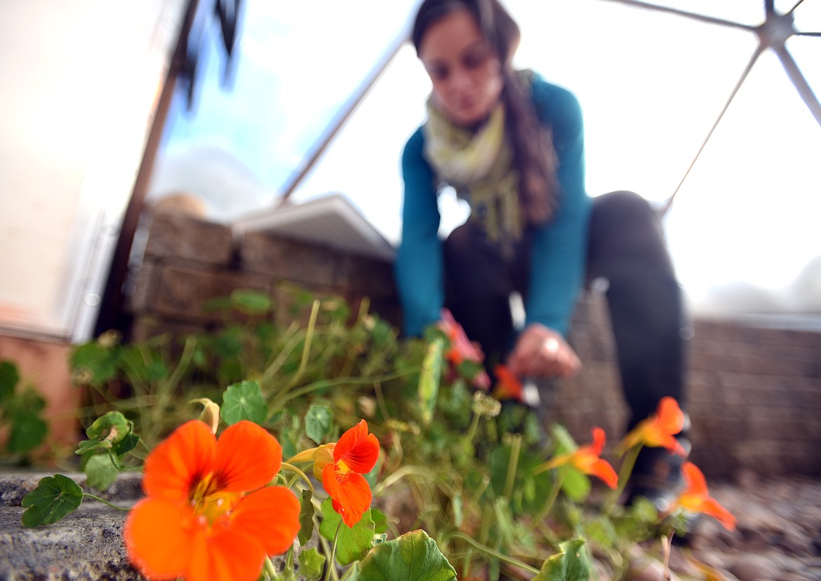 Lynon Lohof, the microgreens manager at Earth Star Farms carefully harvests edible flowers on Tuesday, February 26.(Brenda Ahearn/Daily Inter Lake)