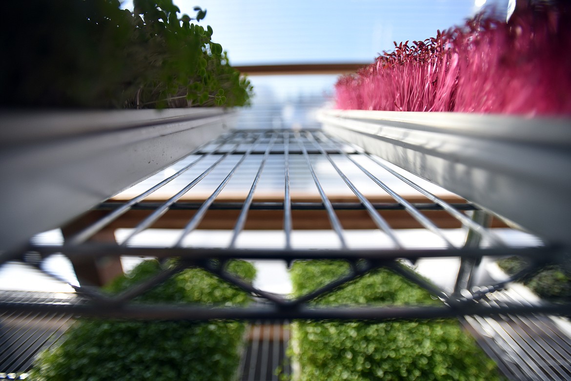 A tray of Amarantha, grows alongside the microgreens at Earth Star Farms. Amarantha is a bit of a rare find. It is not technically a microgreen, but is rather an ancient grant and considered a super nutrient.(Brenda Ahearn/Daily Inter Lake)