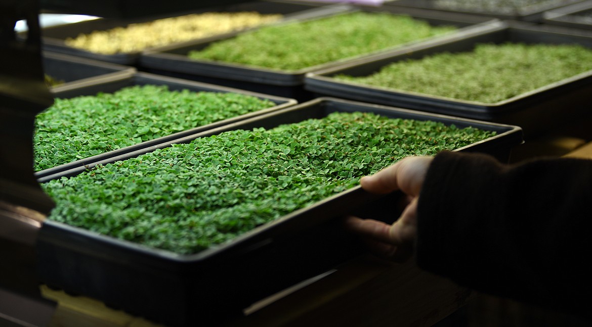 From left, Chad and Susan Waite and their new microgreens manager Lynon Lohof, at Earth Star Farms in Whitefish on Tuesday, February 26.
(Brenda Ahearn/Daily Inter Lake)