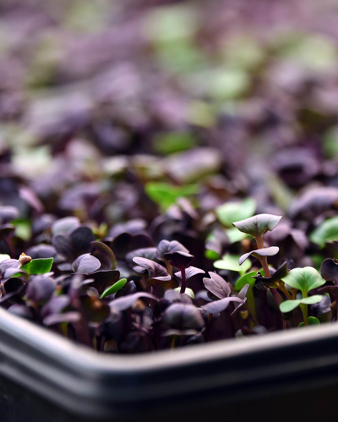 Radish microgreens at Heyday Homestead in Lower Valley.