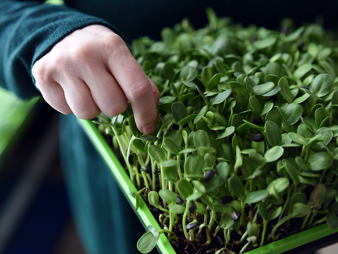 Ashley Kwasney pulls seed shells from a tray of sunflower microgreens.(Brenda Ahearn/Daily Inter Lake)