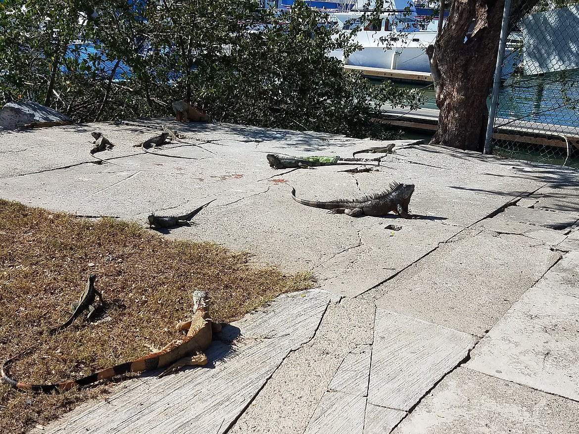 Photo by DON BARTLING
The Mexican Spiny-tailed iguana is a social lizard, which has adapted to living in groups as opposed to other species, which tend to be solitary animals. They typically spend their days lounging in the sun to keep warm and from time to time they will get up for a snack.