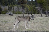 Biologist does some wolf Mythbusting