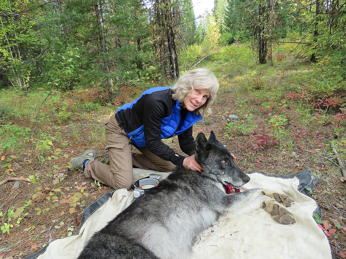 Biologist Diane Boyd with a tranquilized wolf in the field. (Photo provided)