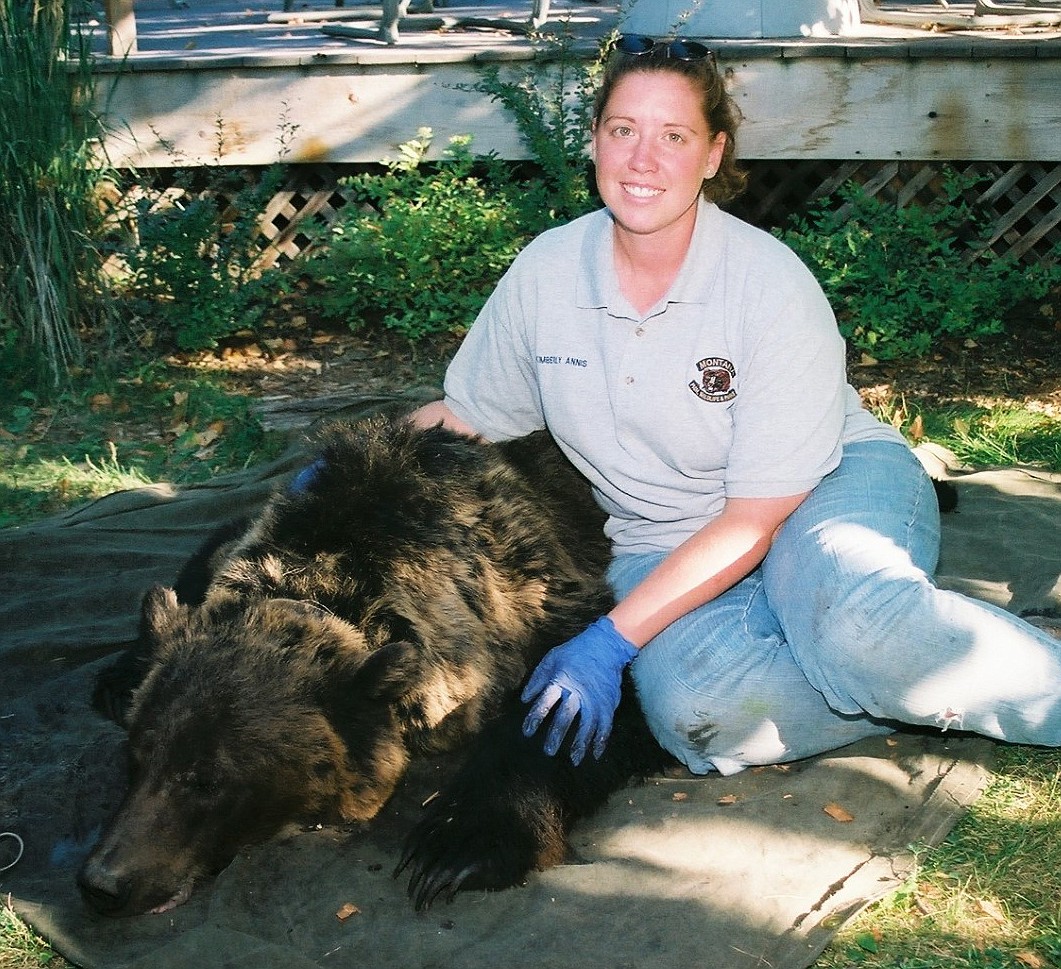 KIM ANNIS, Grizzly Conflict Prevention specialist for Fish, Wildlife &amp; Parks, works hard to prevent grizzly-human conflicts by helping humans remove attractants. Capturing and relocating, such as with this large male from Michael Slough, is a last resort as it is hard on the bear and often unsuccessful at keeping them out of future trouble. (Photo courtesy of Derek Reich)