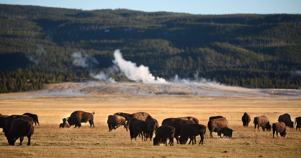 Record Yellowstone tourism but timed entry plan not imminent Daily