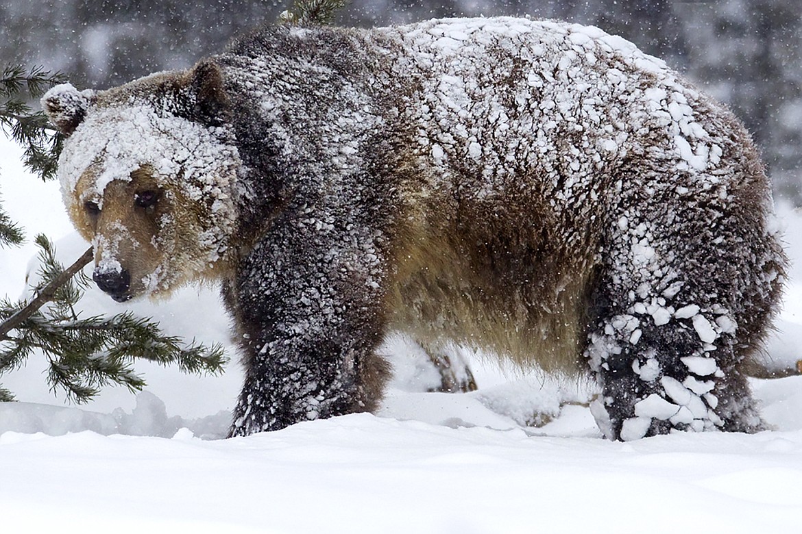 Grizzly bear conservation must focus on habitat quality and