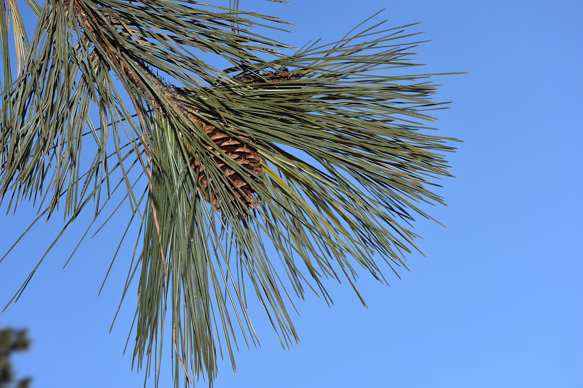 Pinus Ponderosa Needles
