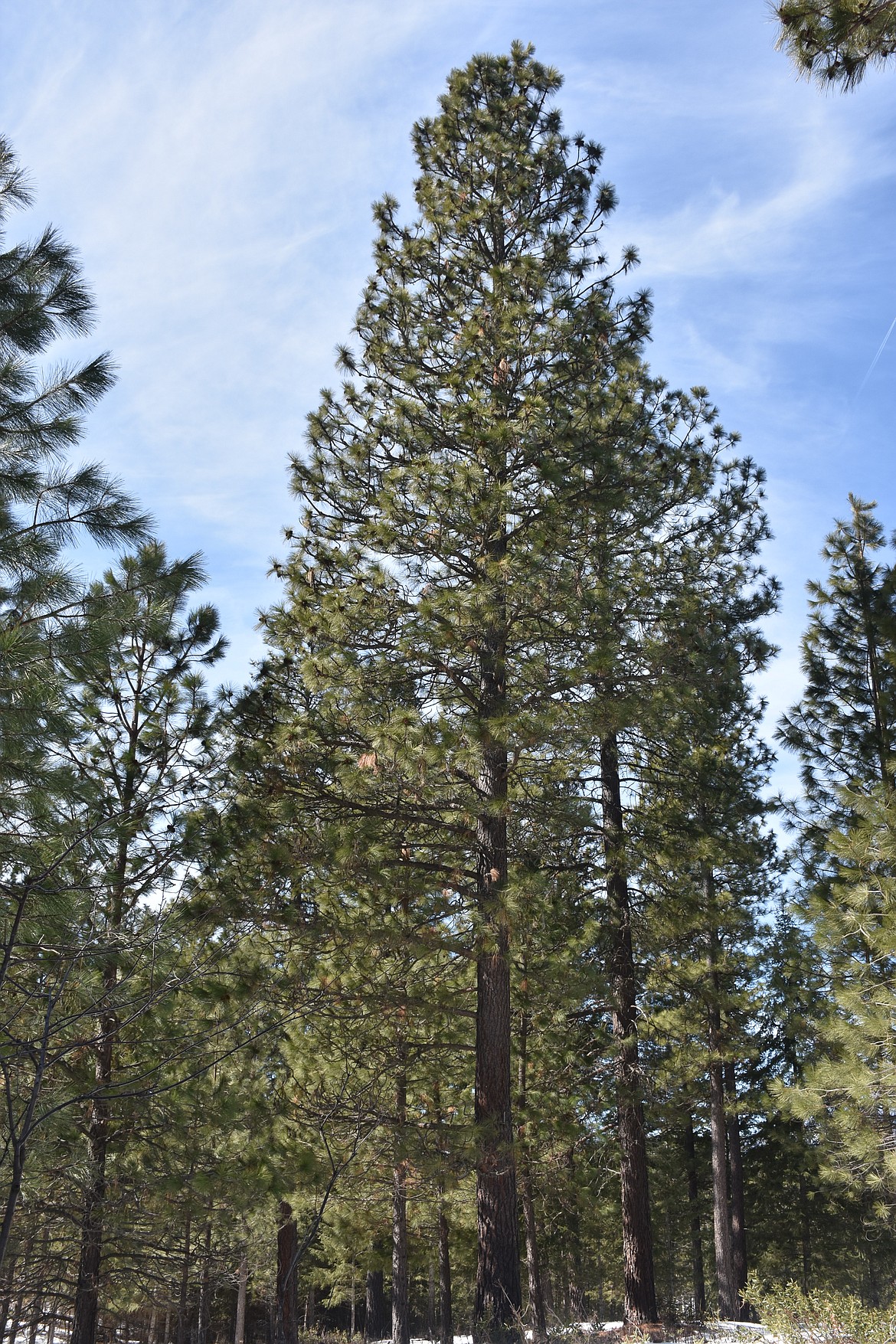 Photos by DON BARTLING
Ponderosa pine, also known as bull pine, blackjack pine, or western yellow-pine, grow to be very large trees. It is the most widely distributed pine species in North America.