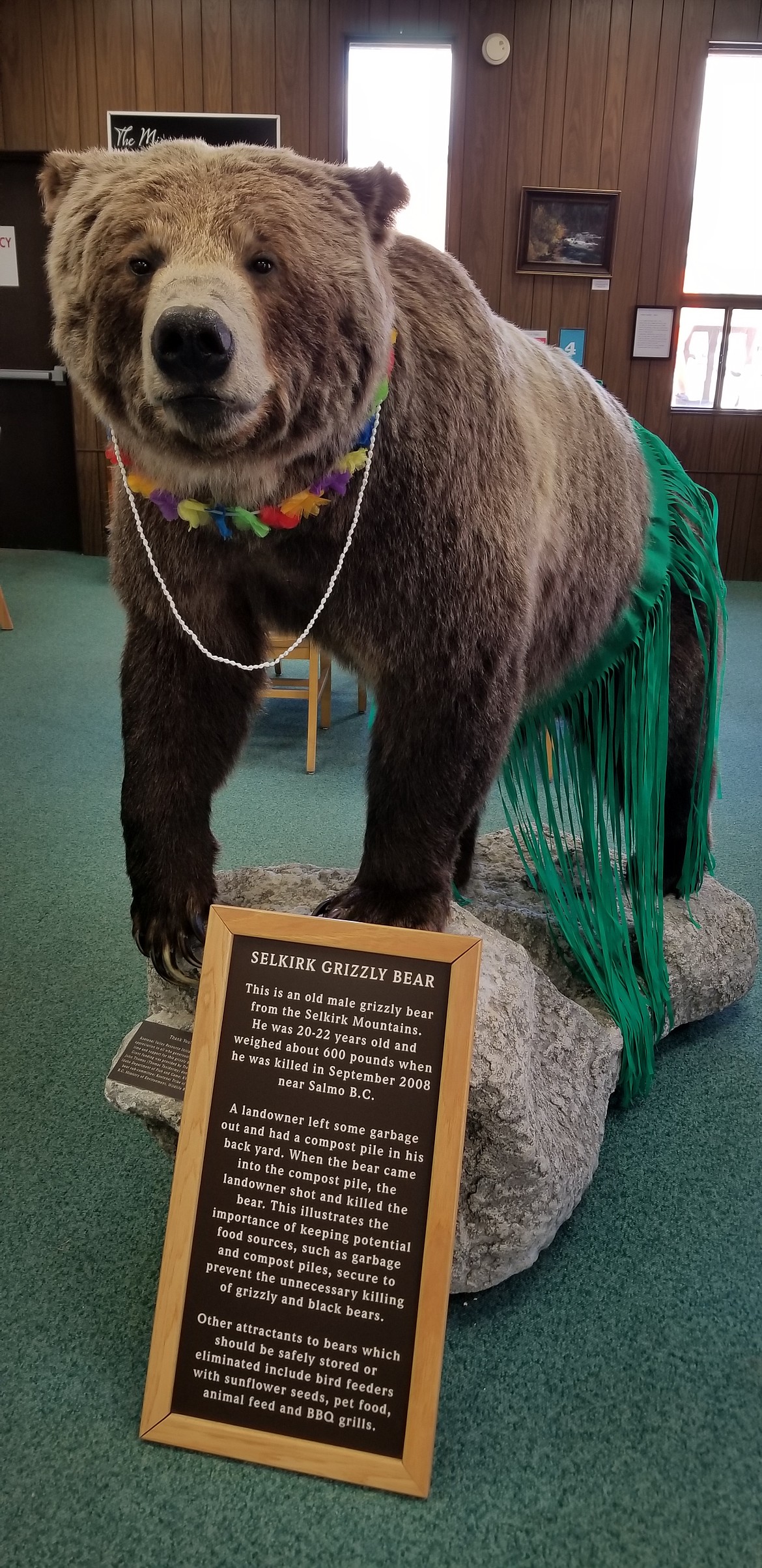 Photo by MANDI BATEMAN
Even the grizzly bear at Boundary County Library was ready to hit the beach.