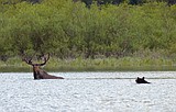 As bears awaken, the usual precautions are urged