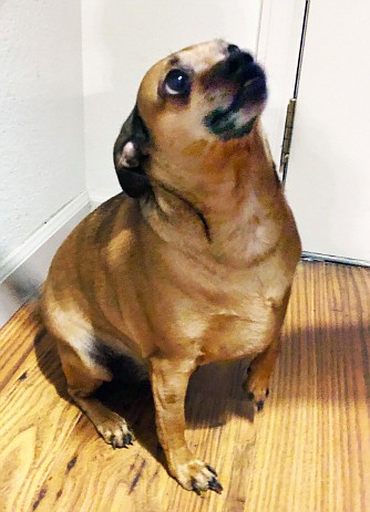 Paco, a 7-year-old Chihuahua-Dachshund, had to be put down after falling ill late last year. &#147;I just assumed he had swallowed something he couldn&#146;t get out,&#148; said owner Allen Croswhite, who is worried about his neighborhood animals. &#147;They said his kidneys and his liver were failing.&#148;