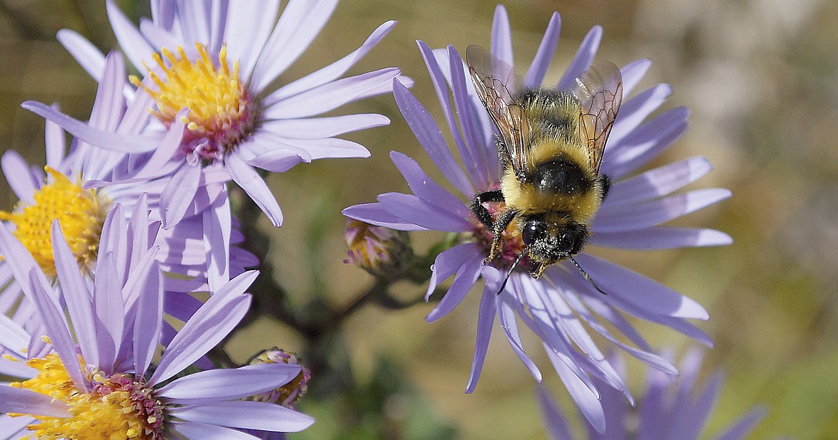 Study finds carrying pollen heats up bumble bees, raises new