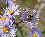Enjoy those huckleberries? Thank a wild bumblebee