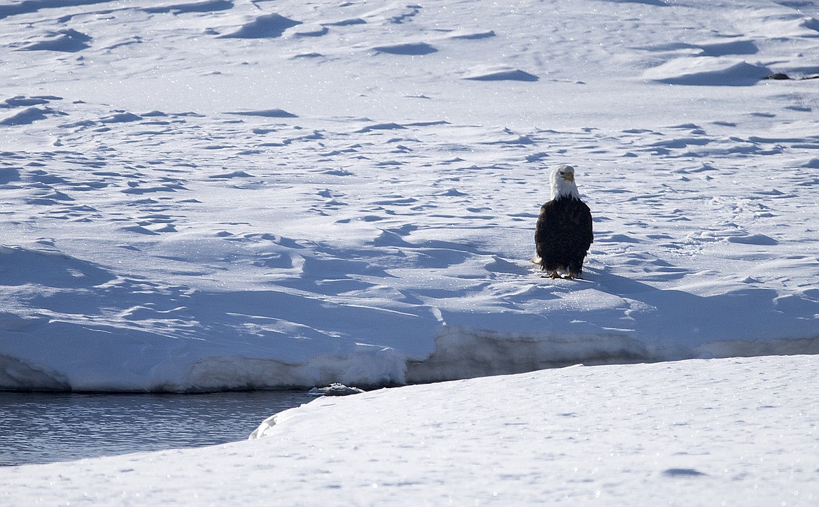 A bald eagle rests along Swiftcurrent Creek just outside the Park.