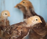 Yep, it's chick season, but please don't kiss the birds