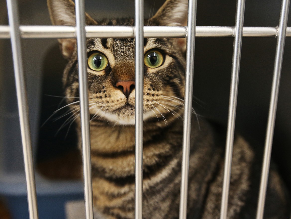 The current Kootenai Humane Society facility can take in a total of 60 dogs and 60 cats. The new building will be able to accept about 85 dogs and 120 cats. (LOREN BENOIT/Press)