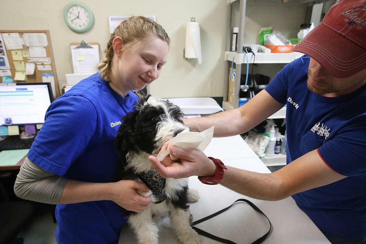 Chelsea Cosgrove and David Espen administer a vaccine to an owner&#146;s dog during an appointment at the Kootenai Humane Society on Thursday.