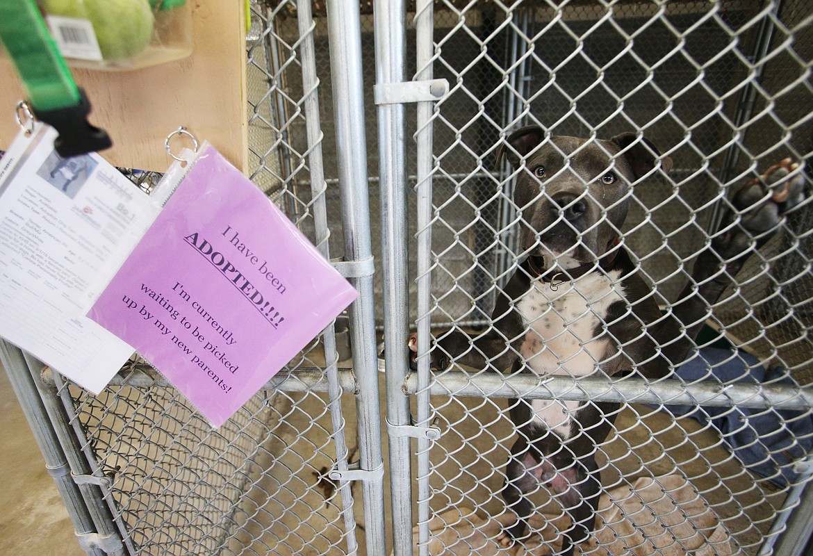 Bo says &quot;hello.&quot; The Kootenai Humane Society has launched a $6.5 million fundraising campaign for a new facility in Coeur d'Alene for kitties, puppies and other animals. (LOREN BENOIT/Press)