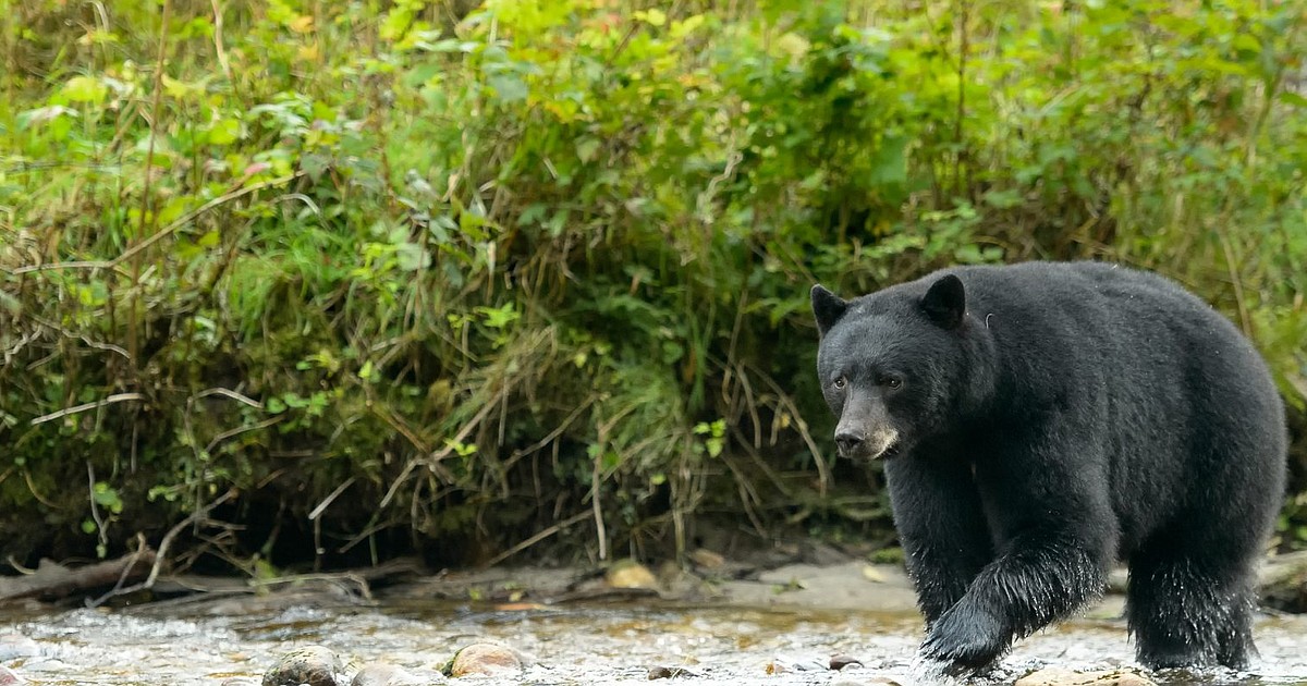 Watch out for grizzlies during black bear season | Bonner County Daily Bee