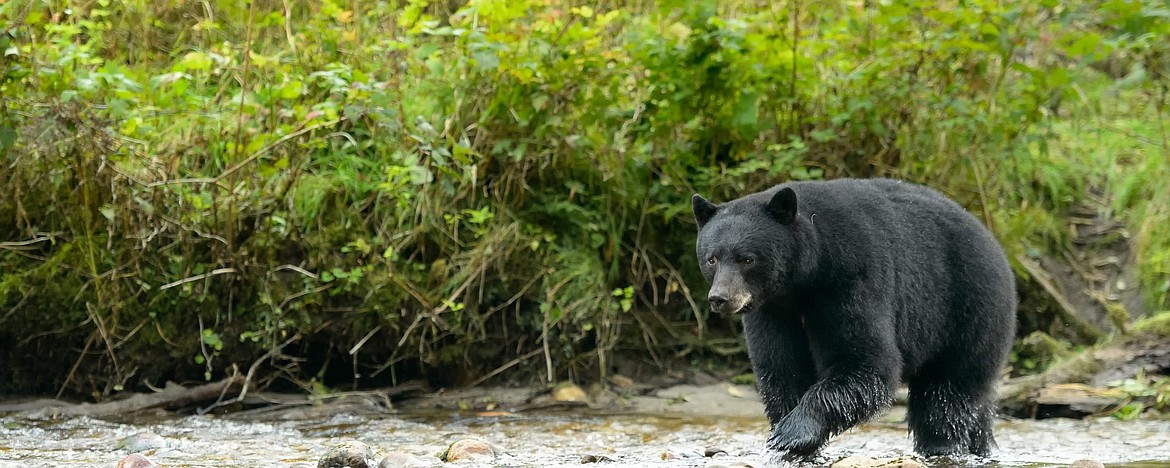 (Photo via BIOLOGY.COM)
As the Panhandle black bear season begins this month, Idaho Fish and Game reminds hunters to be aware of grizzlies and to know the difference between species. Grizzlies are federally protected.