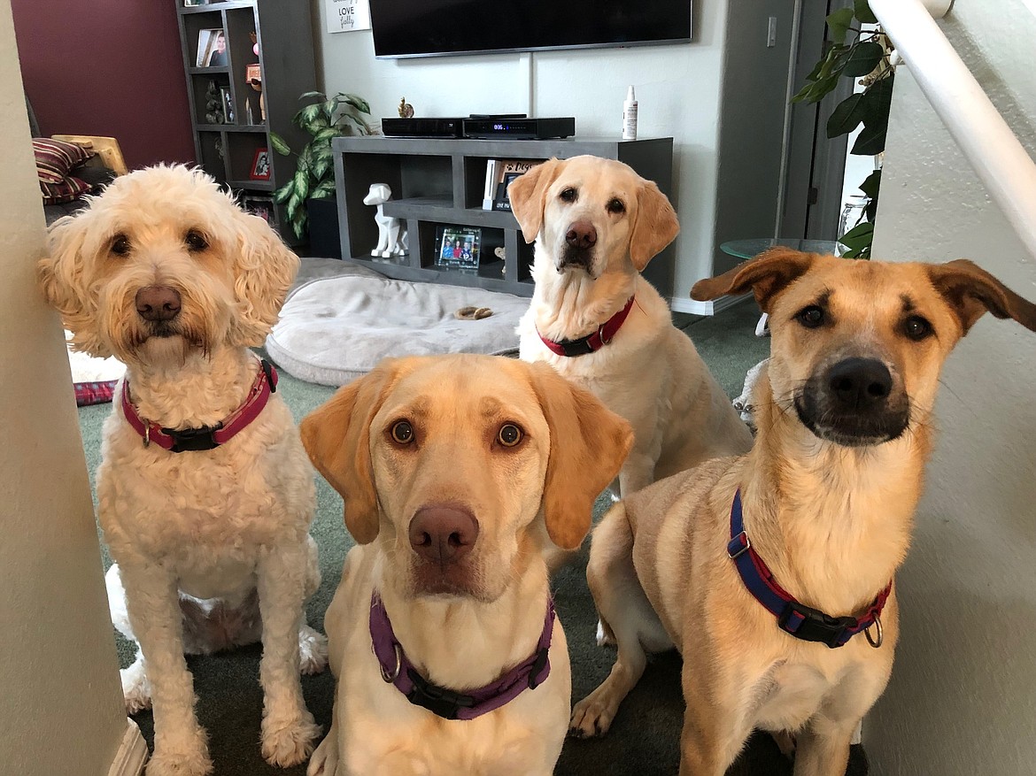 Treat time for my dogs and the grand dogs. By Julie Hunt, Post Falls.