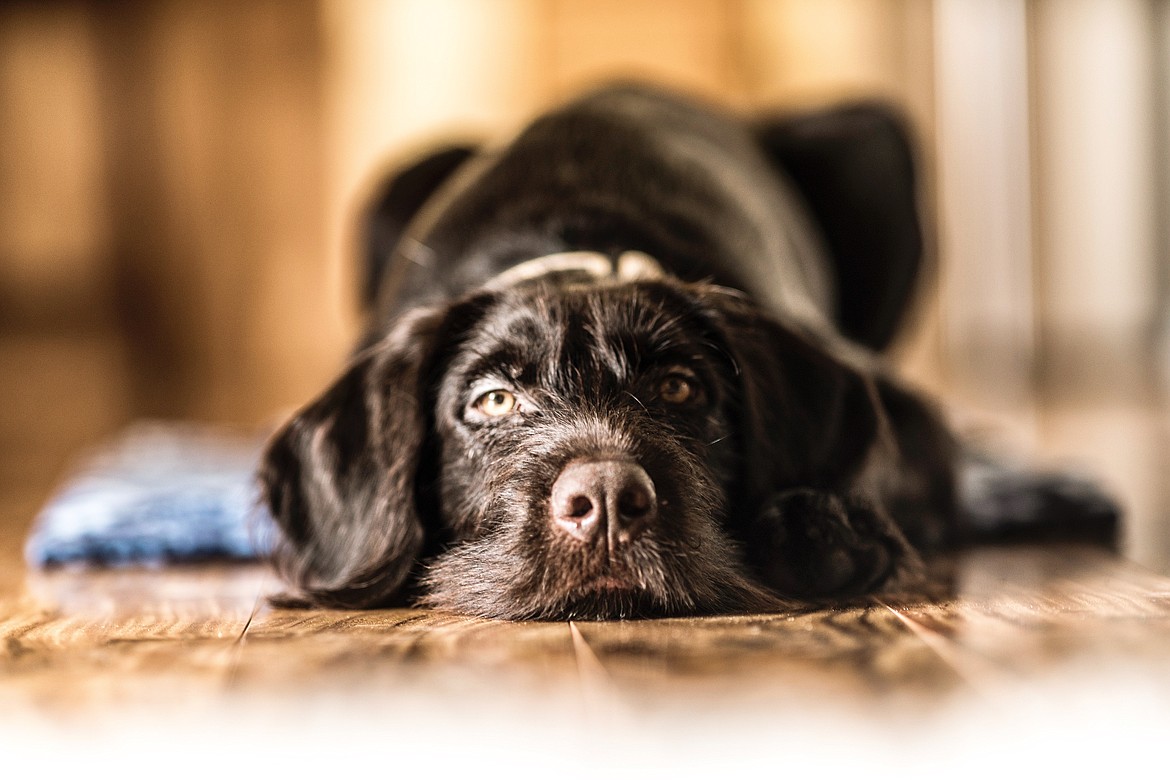 Winnie at home on a nice, sunny, lazy day. By Kyle Grove, Hayden.