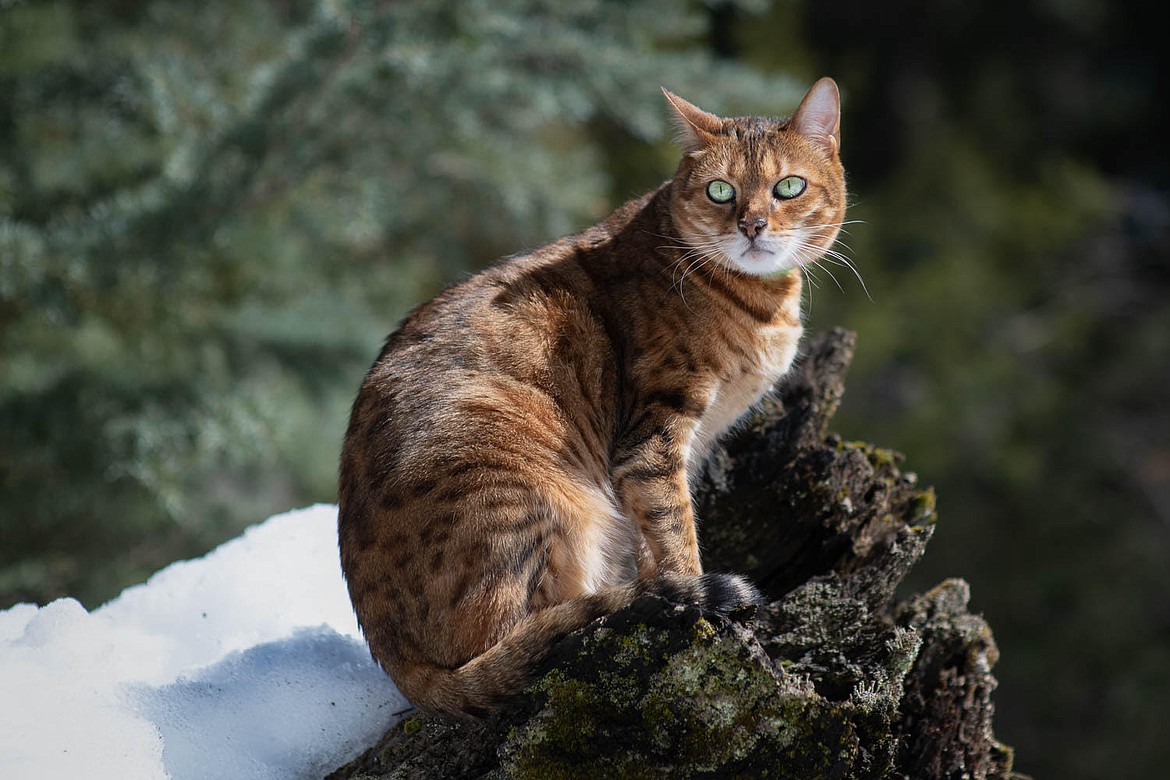 &#147;How come it is so cold out here?&#148; featuring Coco, a 9-year-old Bengal cat, by Gail Demonet.