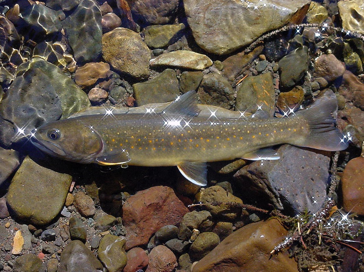 A bull trout in the Little Lost River in Idaho. (Bart Gamett/U.S. Forest Service via AP,File)