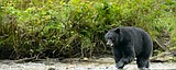 Watch out for grizzlies during black bear season