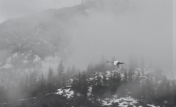 AFTER NEARLY four years, I will be leaving my post as the reporter for the Mineral Independent. Last week, while covering a story, this swan flew down the Clark Fork River. A fitting image to my &#147;Swan Song&#148; with the newspaper. (Kathleen Woodford/Mineral Independent)