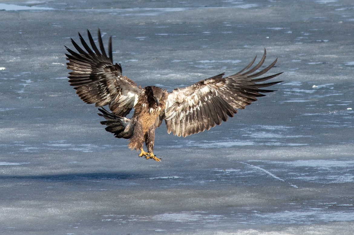 Photo by SUE WILSON
There was no fooling the raptors on April Fools Day. Receding ice revealed a plethora of dead fish in the marsh area past Ball Creek Ranch on Westside Road.