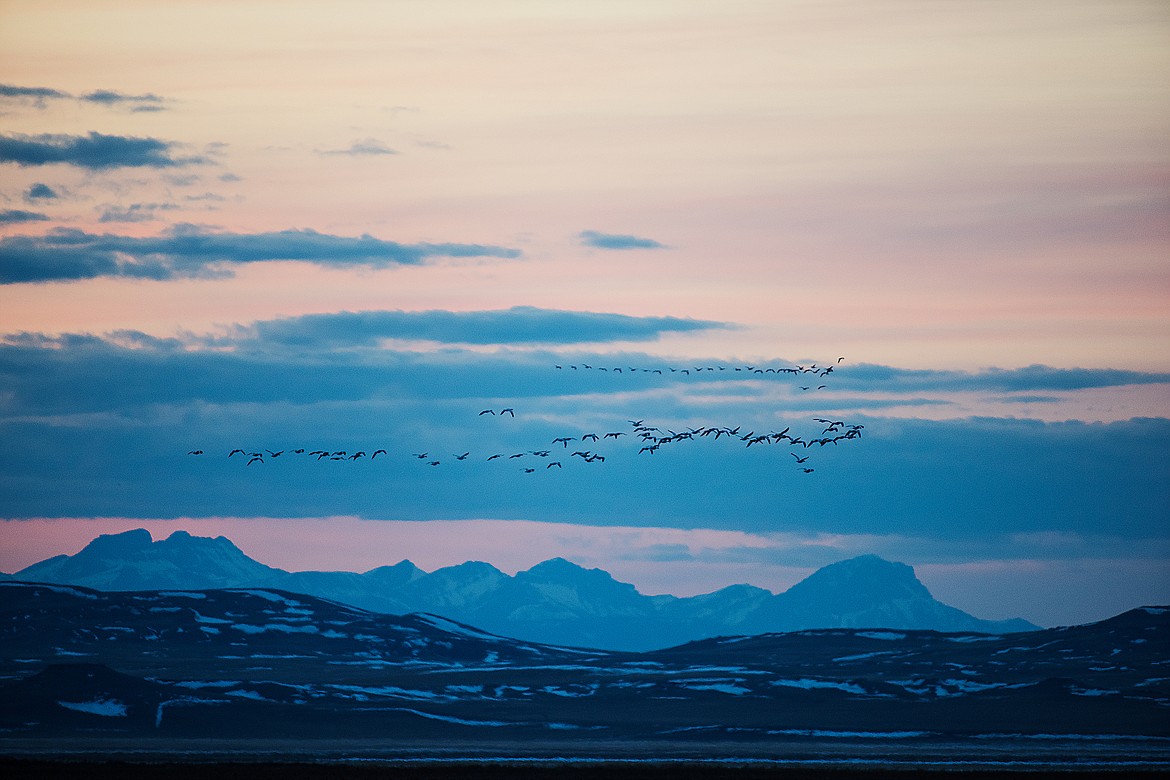 Snow geese fly into Freezout Lake at dusk.