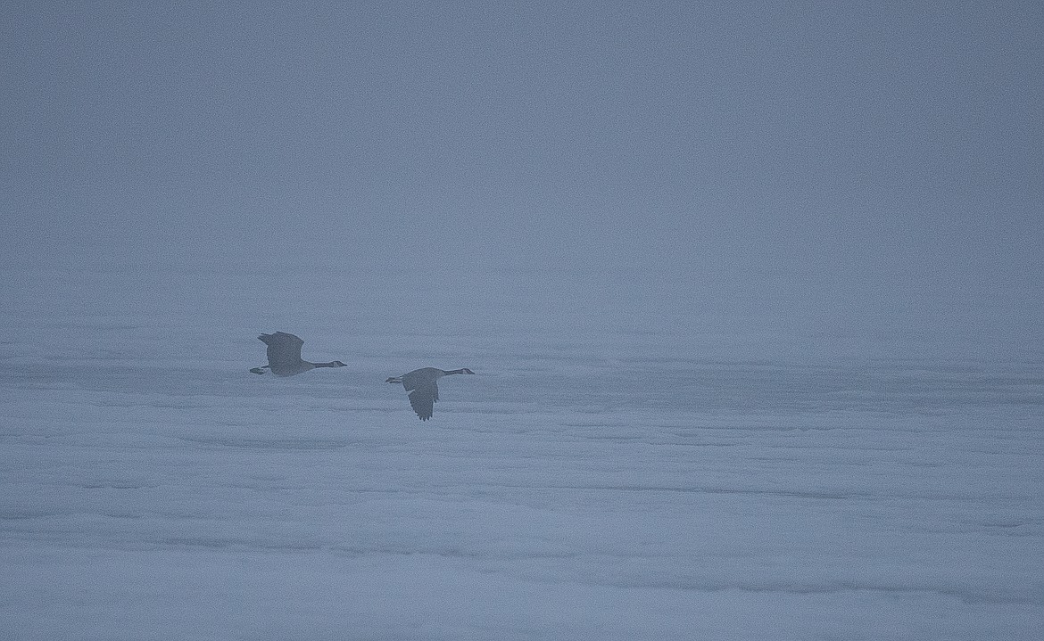 By the next morning  the fog was thick as soup, and most of the snow geese were gone.