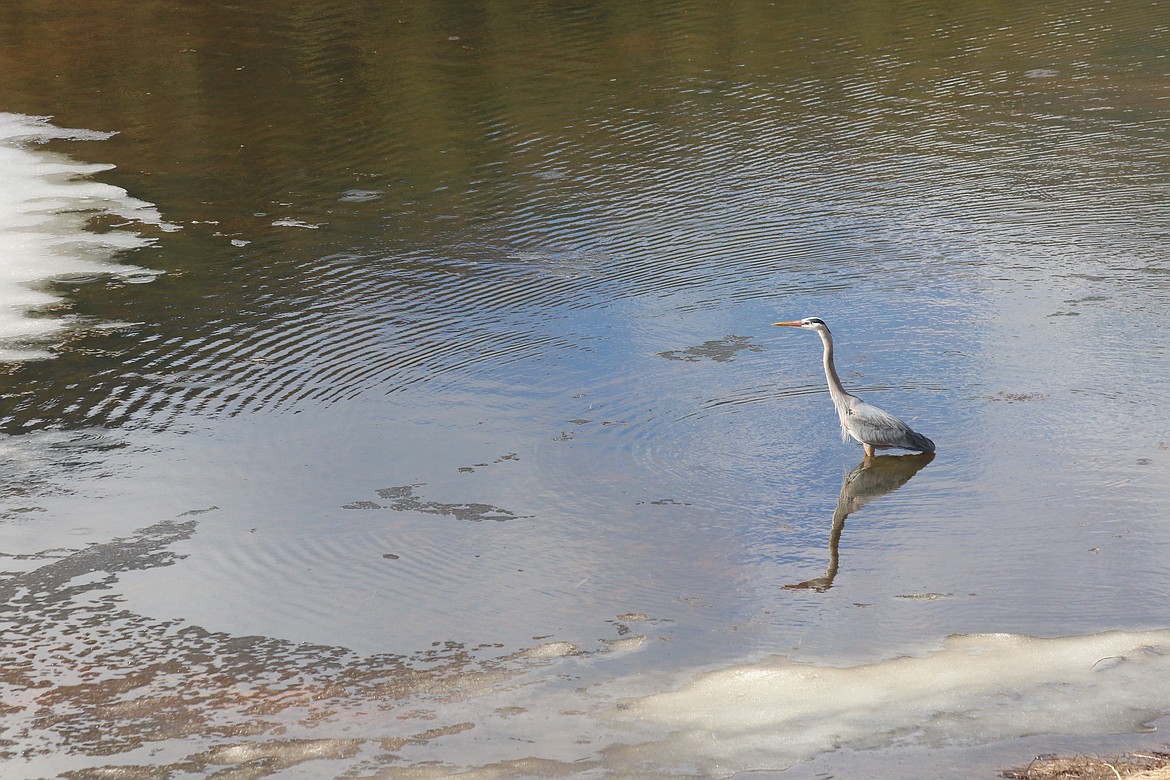 Photo by MANDI BATEMAN
Lingering signs of winter dot the Wildlife Refuge amongst all the signs of spring.