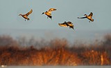 Spring is a good time for Panhandle bird watching