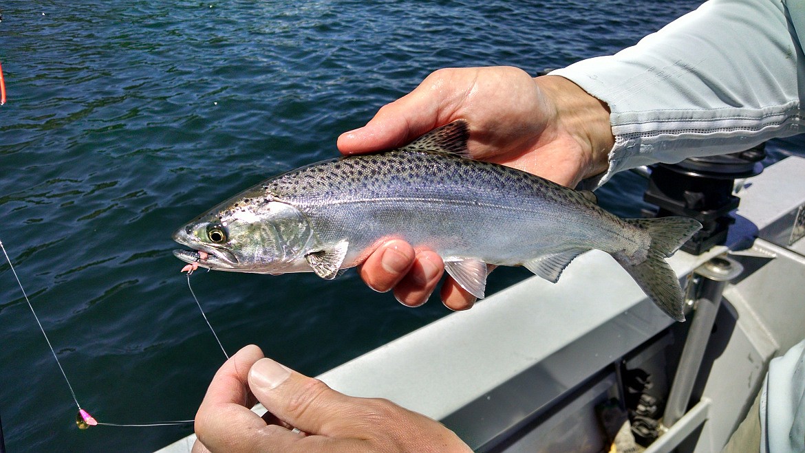 IDFG image
An angler holds a juvenile Spirit Lake chinook. Landlocked chinook salmon in Spirit Lake, first planted in 2016, are reaching the 20 to 24-inch mark, which means they&#146;re big enough for anglers to keep. The lake also holds smaller fish from later releases, which aren&#146;t yet big enough to harvest. The fish are part of a statewide study; anglers are asked to provide fin clips to assist in the study.