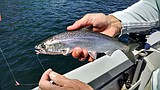 Chinook on the hook
