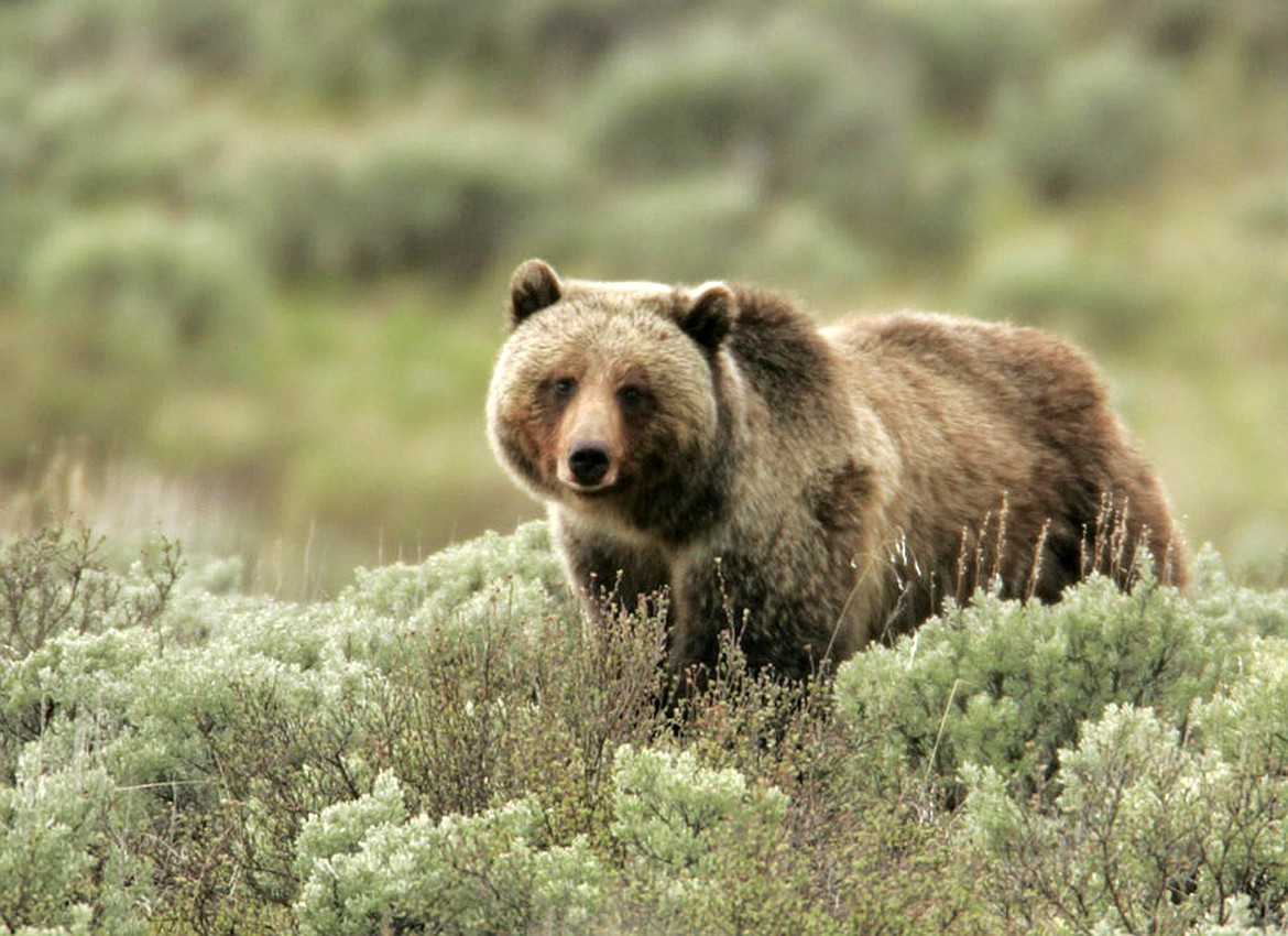 (Courtesy photo)Above, a grizzly bear is pictured standing in sage. The Idaho Conservation League, Idaho Department of Fish and Game, and the U.S. Forest Service are teaming up to host three &#147;Be Bear Aware&#148; events in Priest Lake, Sandpoint, and Coeur d&#146;Alene this spring.