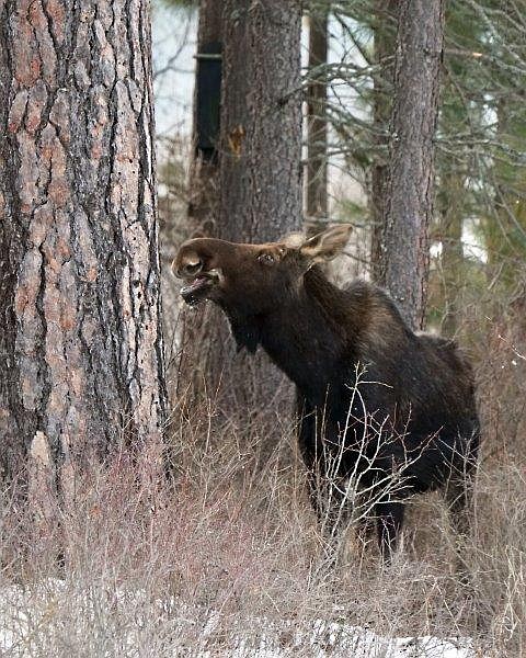 A moose wanders near the new Estuary Forest development at the Dover Bay Waterfront Community.