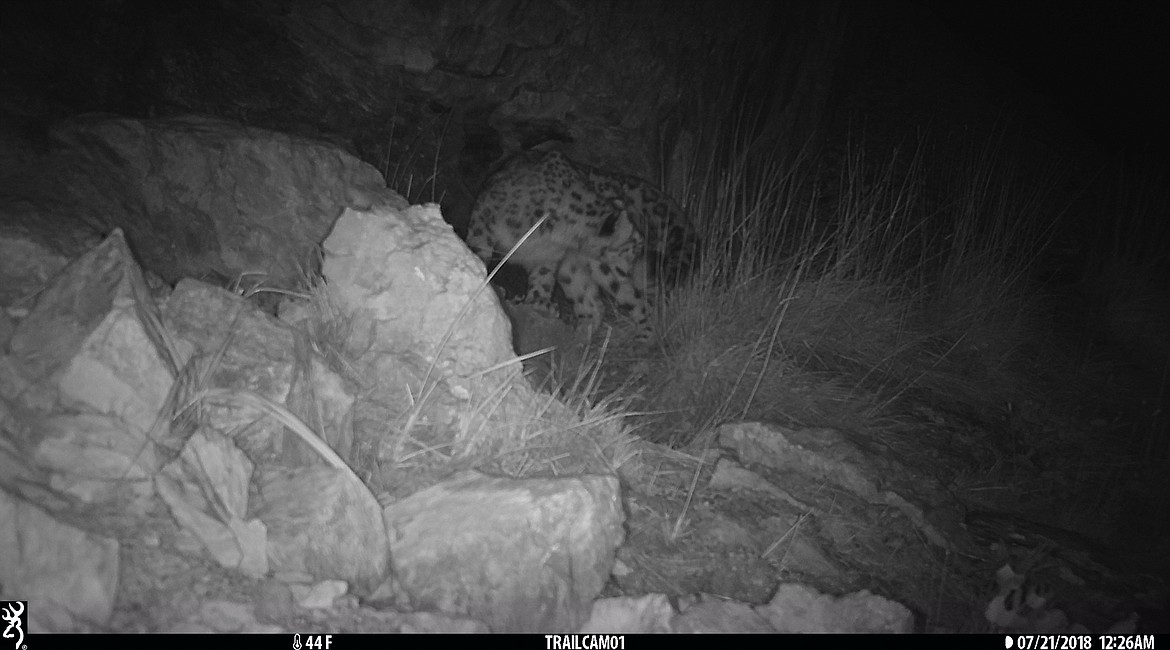 A snow leopard is recorded on a camera trap on July 21, 2018. Part of Kaitlyn Anderson&#146;s work involved helping set up the camera traps. One reason why there is limited data on snow leopard populations is because of their elusive nature and remote habitat. (Photo courtesy of Panthera/Ilbirs Foundation)