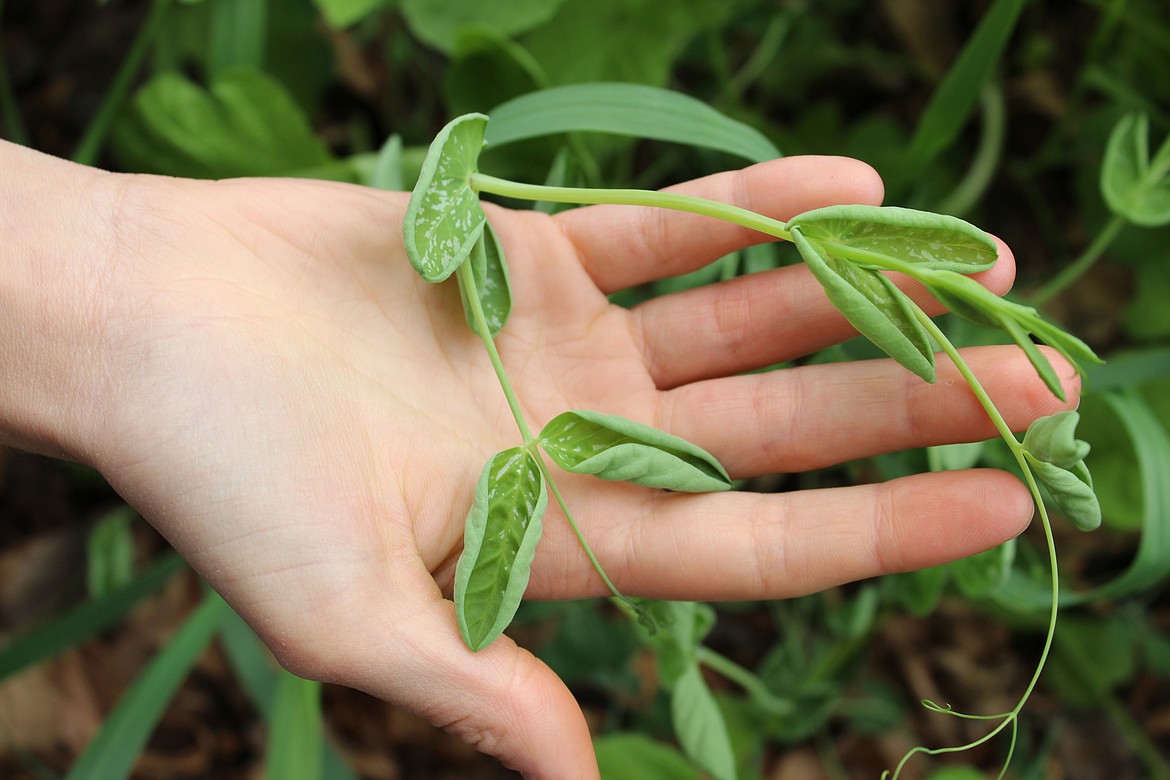 The cupped leaves of a pea plant at the Center for Sustainability and Entrepreneurship at Whitefish High School suggest the plant has been affected by herbicides. (Duncan Adams photos/Daily Inter Lake)