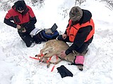 Watching the whitetail
