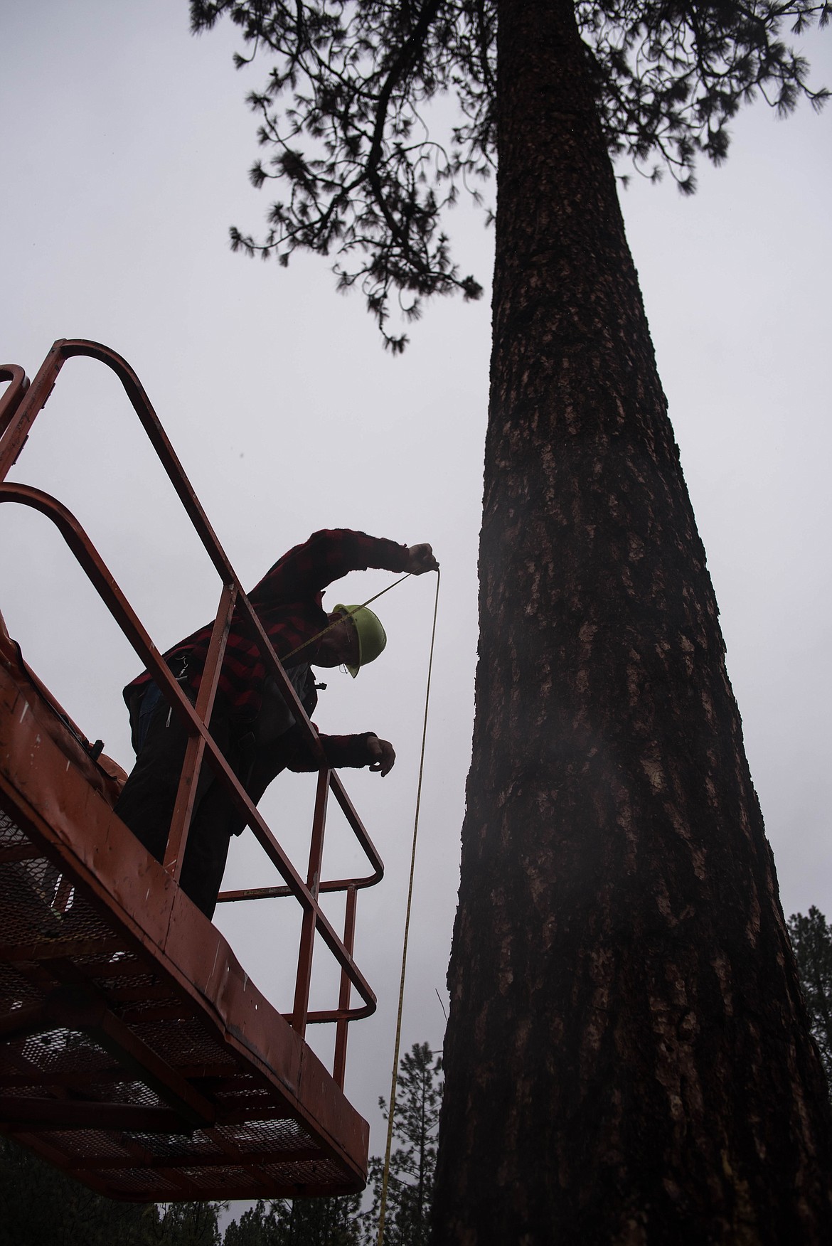 Gene Decker measures a ponderosa pine he is about to cut down at a tree cutting gathering, April 9 in Libby. Local artist Ron Adamson will carve the 12-foot stump into a forester overlooking the former mill site, in honor of Mel Parker, Mark Schoknecht and other foresters. (Luke Hollister/The Western News)