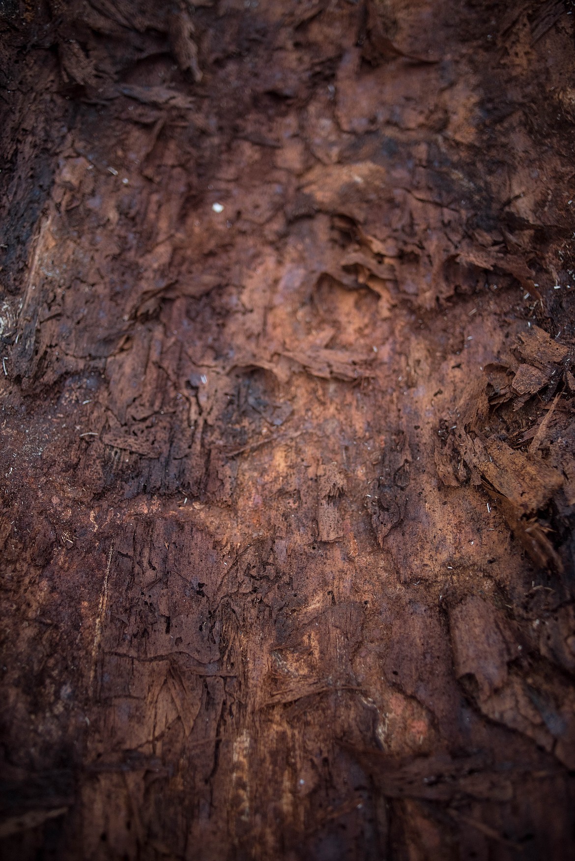 The bark of the now chopped down ponderosa pine. (Luke Hollister/The Western News)