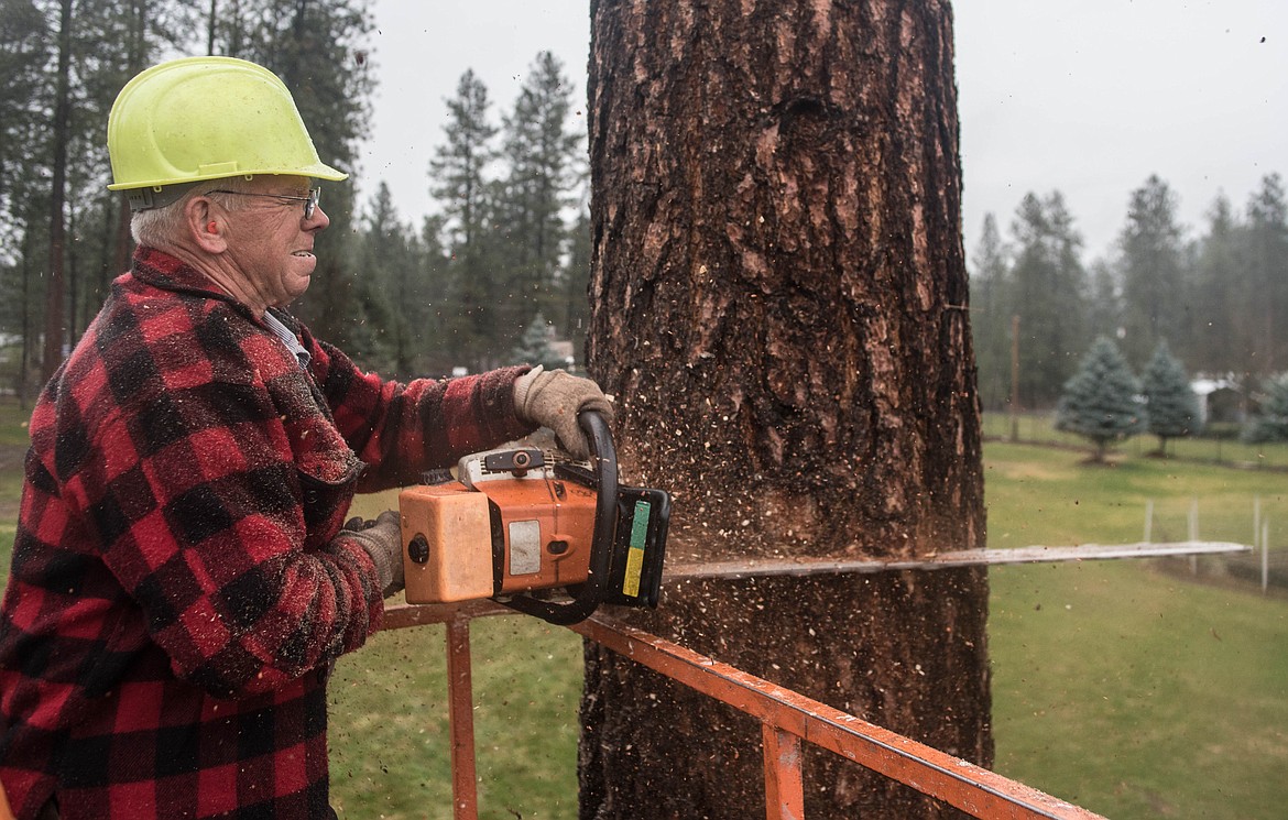 Gene Decker saws through a dead ponderosa pine, April 9 at a tree cutting gathering in Libby. (Luke Hollister/The Western News)